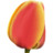 郁金香 tulip